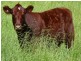 Tarzali QLD 4885