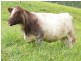 Tarzali QLD 4885