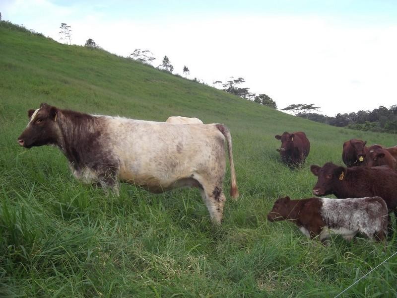 Tarzali QLD 4885