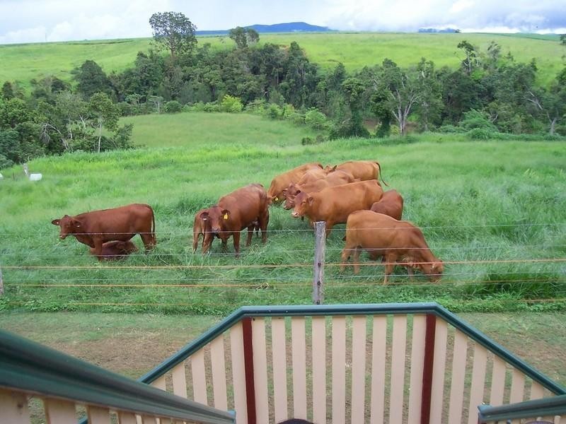 Yungaburra QLD 4884