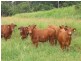 Yungaburra QLD 4884