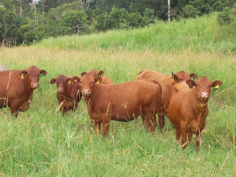 Yungaburra QLD 4884