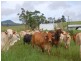 Millaa Millaa QLD 4886