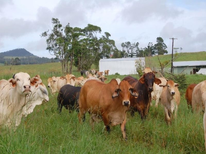 Millaa Millaa QLD 4886