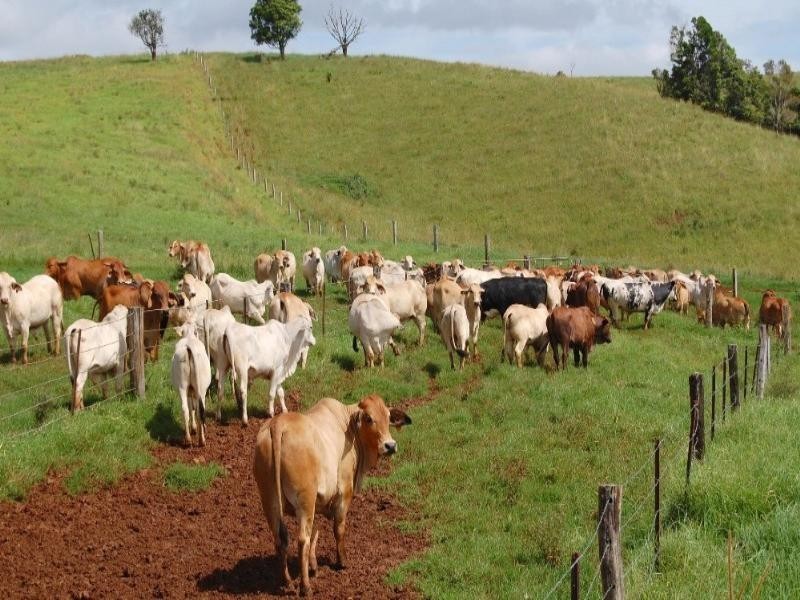 Millaa Millaa QLD 4886