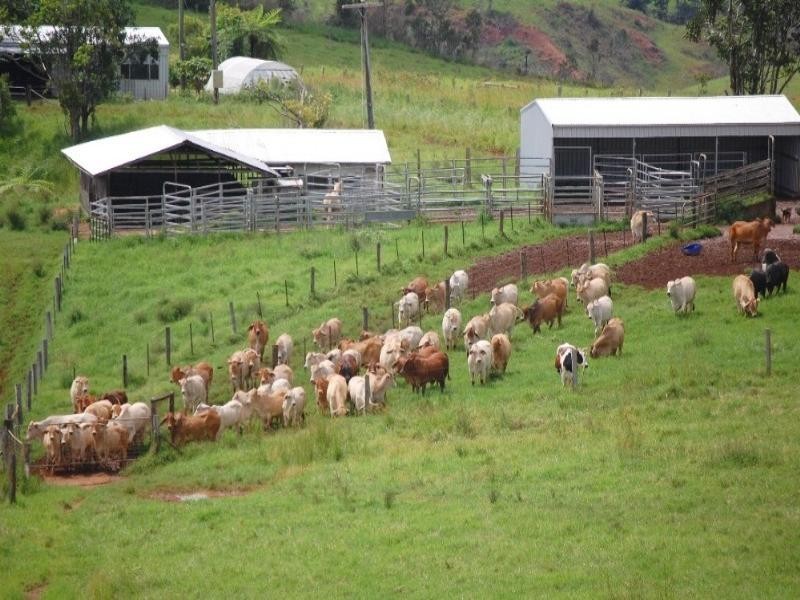 Millaa Millaa QLD 4886