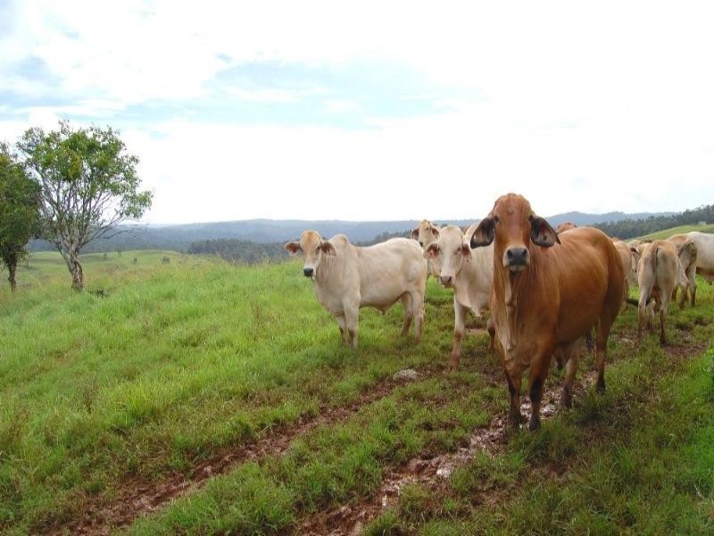 Millaa Millaa QLD 4886