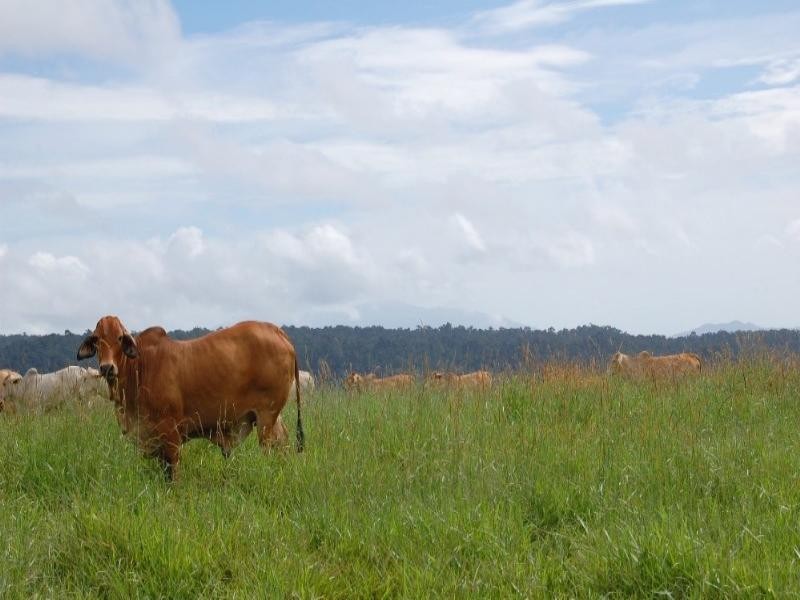 Millaa Millaa QLD 4886