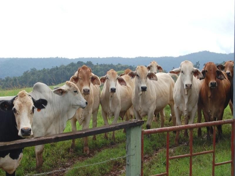 Millaa Millaa QLD 4886