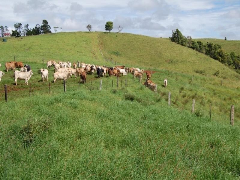 Millaa Millaa QLD 4886