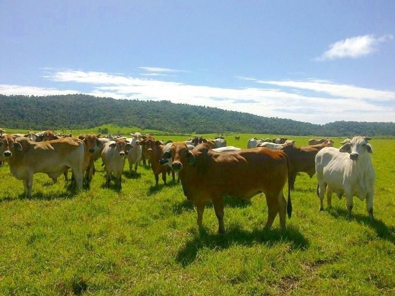 Mourilyan QLD 4858