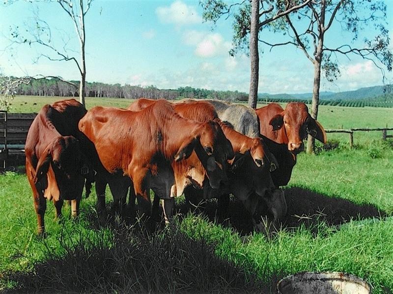 Atherton QLD 4883