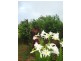 Atherton QLD 4883