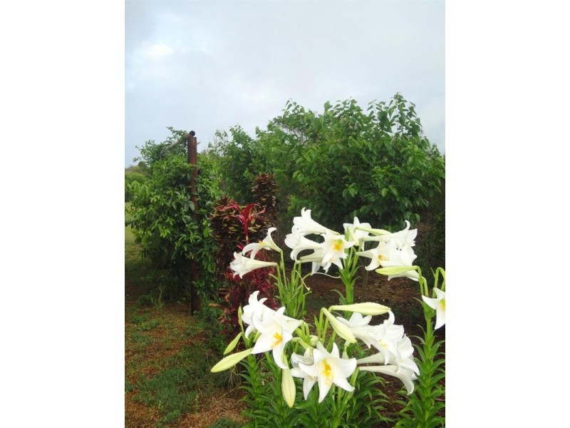 Atherton QLD 4883