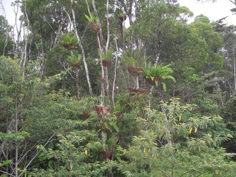 Lake Eacham QLD 4884
