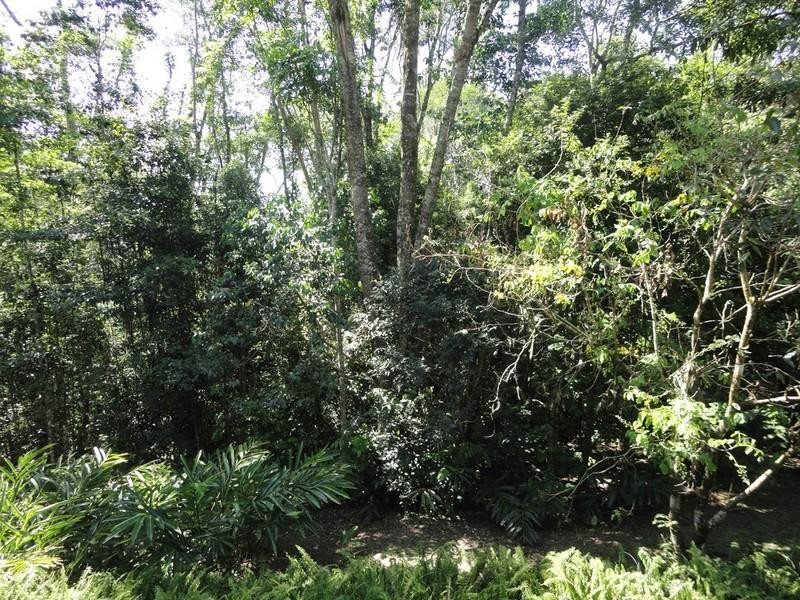 Lake Eacham QLD 4884