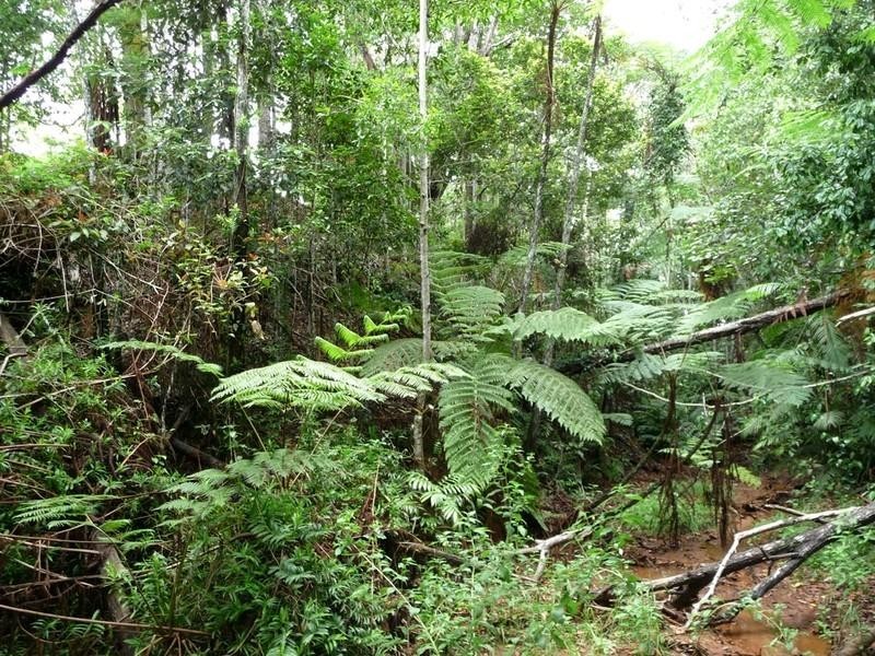 Lot 3 Lloyd Road, Yungaburra QLD 4884