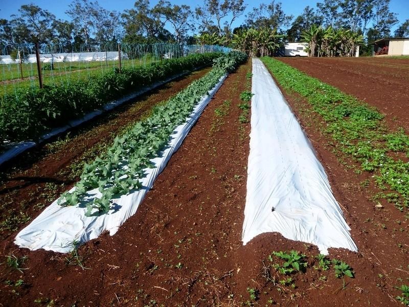 RN523 Longlands Gap Road, Wondecla QLD 4887