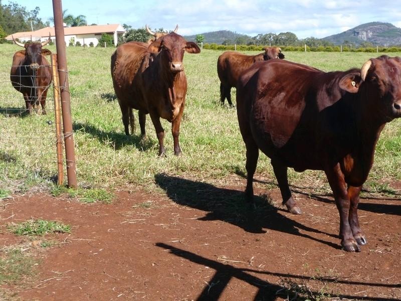 RN523 Longlands Gap Road, Wondecla QLD 4887