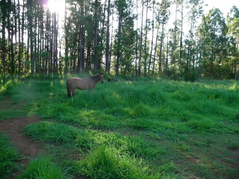 Malanda QLD 4885