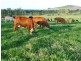 Malanda QLD 4885
