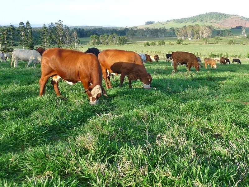 Malanda QLD 4885