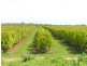 Georgetown QLD 4871