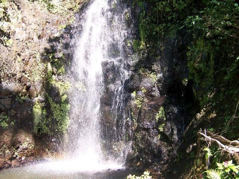 Millaa Millaa QLD 4886