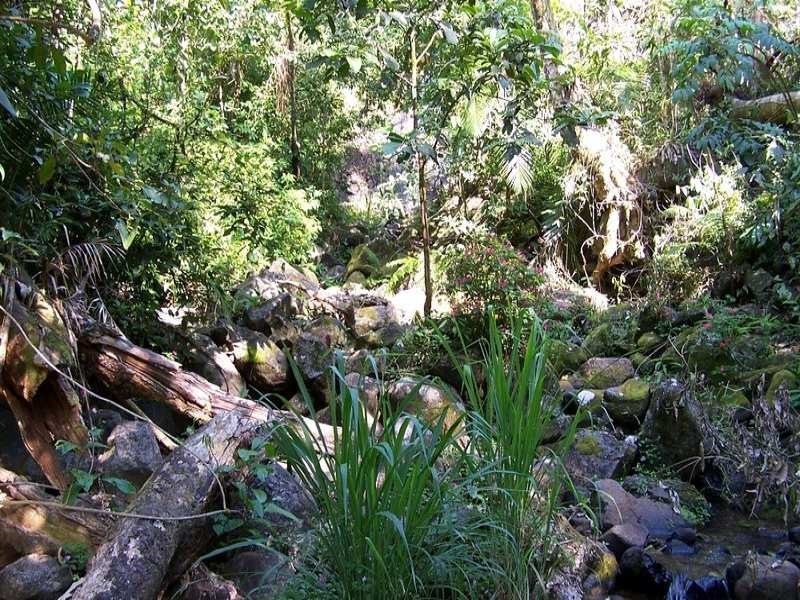 Millaa Millaa QLD 4886