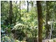 Millaa Millaa QLD 4886