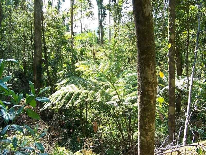 Millaa Millaa QLD 4886