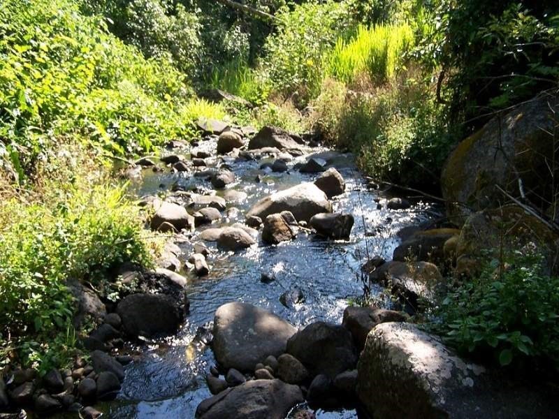 Millaa Millaa QLD 4886