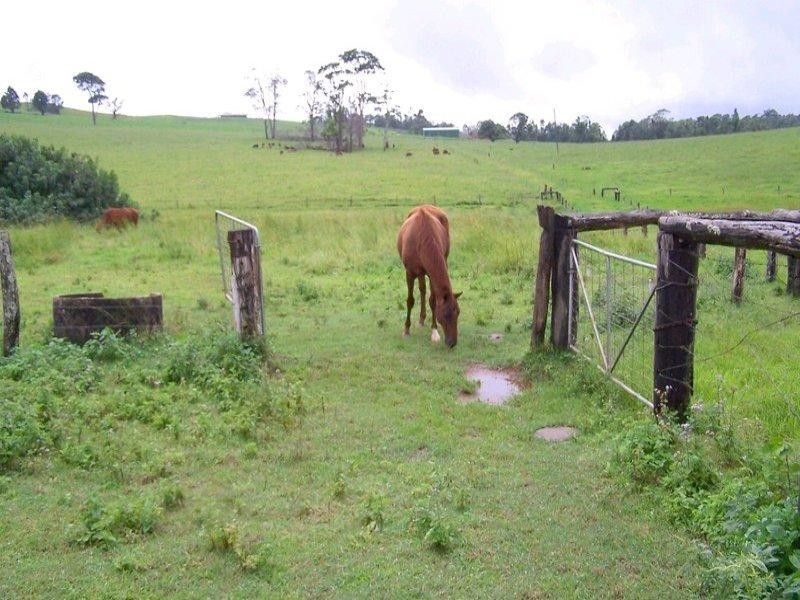 Millaa Millaa QLD 4886