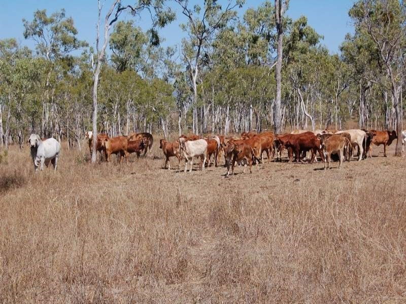 Mareeba QLD 4880