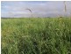 Topaz QLD 4885