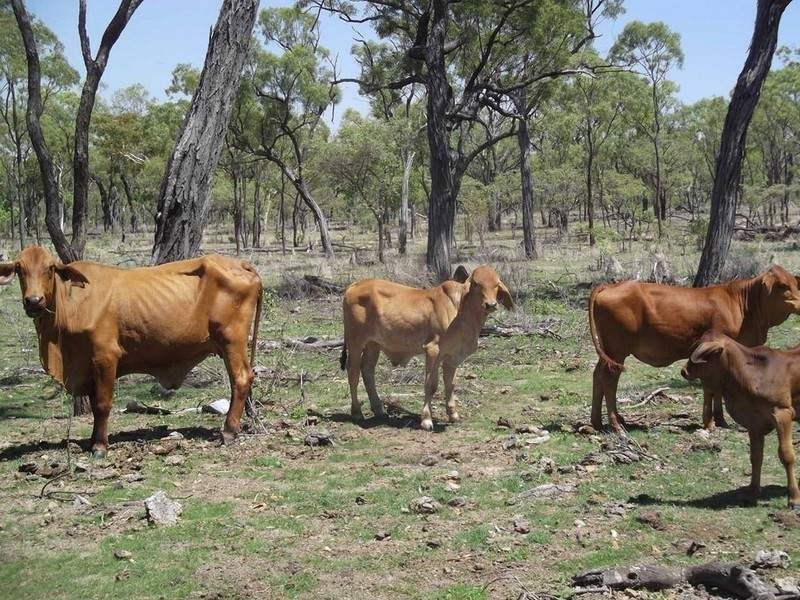 Mount Garnet QLD 4872