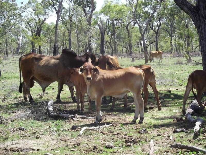 Mount Garnet QLD 4872