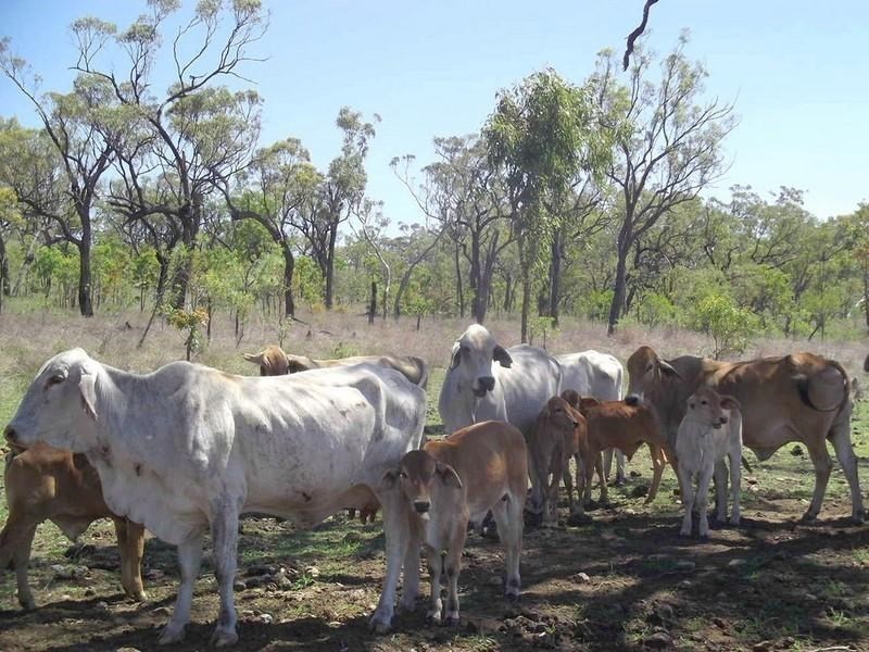 Mount Garnet QLD 4872