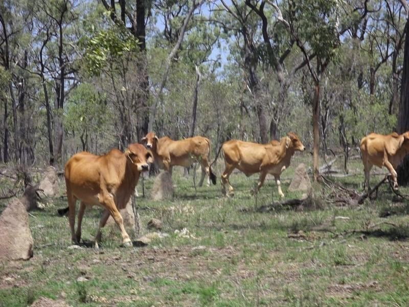 Mount Garnet QLD 4872