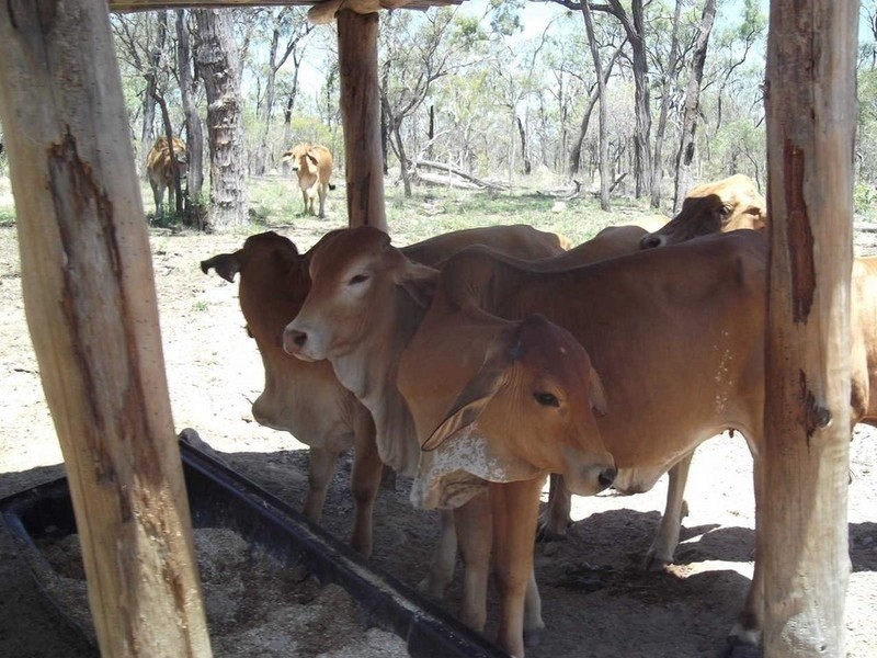 Mount Garnet QLD 4872