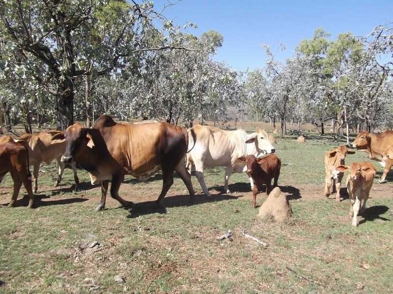 Mount Garnet QLD 4872