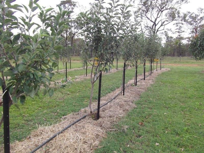 Mount Garnet QLD 4872