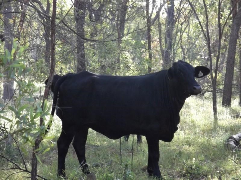 Mount Garnet QLD 4872