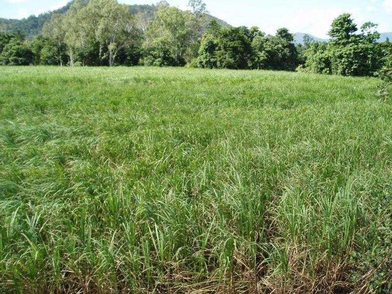 Lot 50 Mt Peter Road, Edmonton QLD 4869