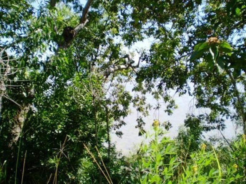 East Trinity QLD 4871