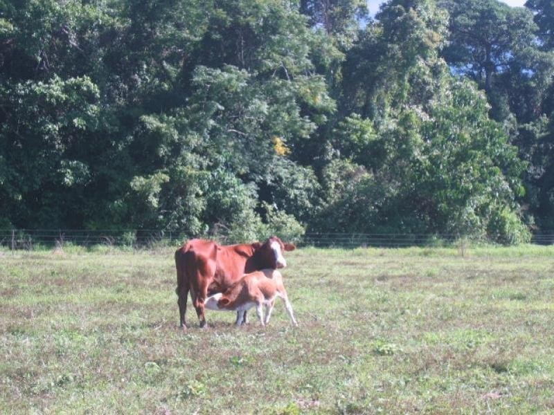 Glen Boughton QLD 4871