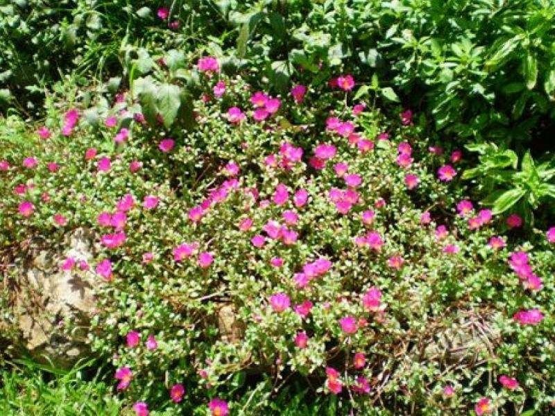 33 Millhouse Close, Edmonton QLD 4869