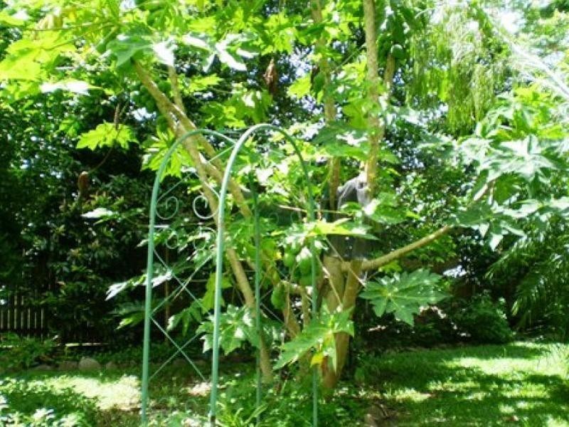 33 Millhouse Close, Edmonton QLD 4869