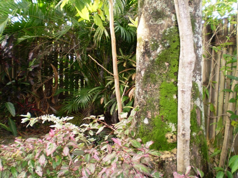 42 Prior Street, Edmonton QLD 4869