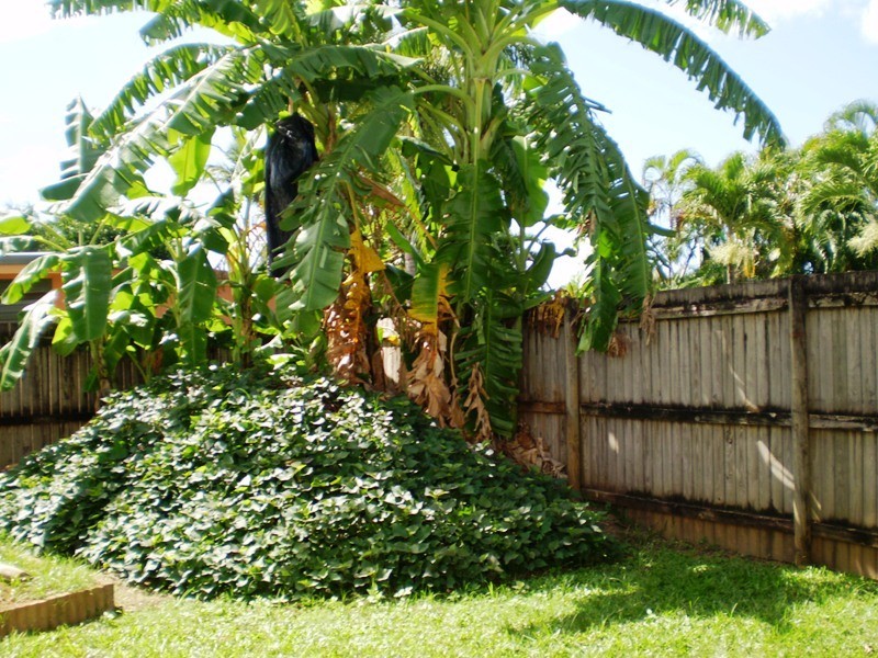 77 Resolution Drive, Bentley Park QLD 4869